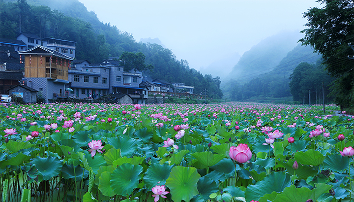 《碧江路臘荷花艷》