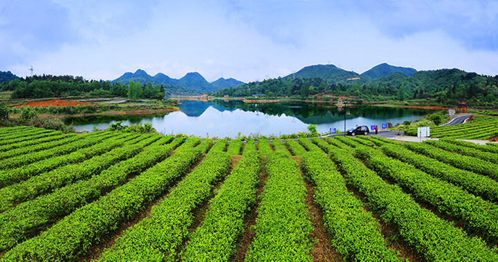 《茶香湄沱》